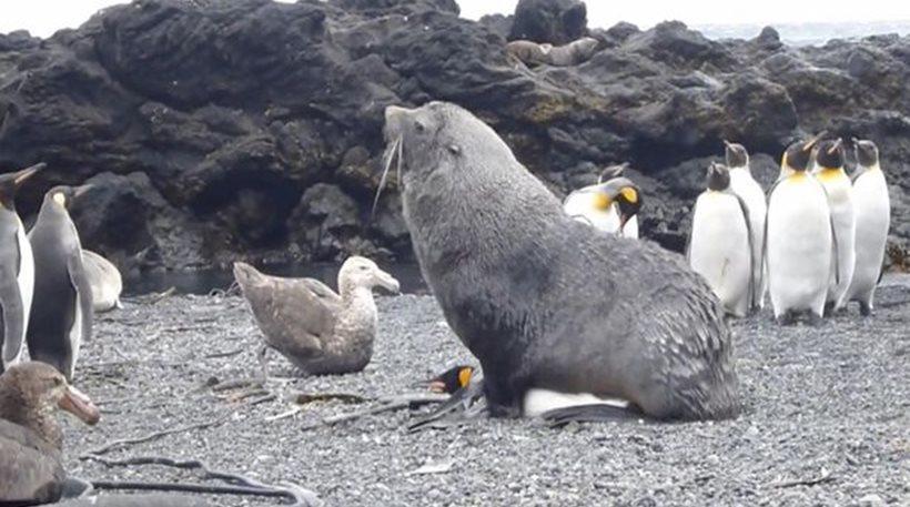 Βίντεο σοκ: Φώκια… βιάζει πιγκουίνο!