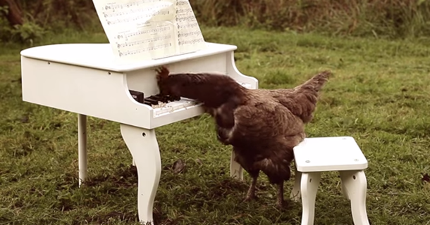 Κότες βρίσκουν ένα μικροσκοπικό πιάνο και παίζουν ένα κομμάτι που…θα σας αρέσει!!!