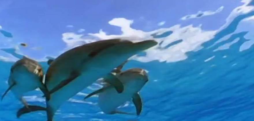 Υπέροχα πλάσματα: Δελφίνια προστατεύουν δύτη από καρχαρία!