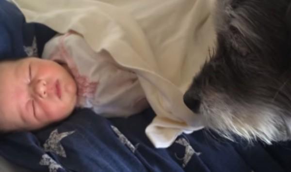 Τρυφερό video: Ο σκύλος σκεπάζει το μωρό που κοιμάται!
