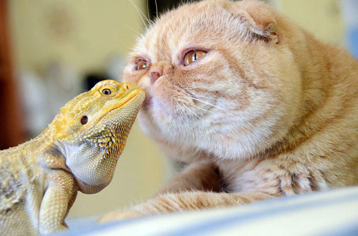 Iguana And Cat