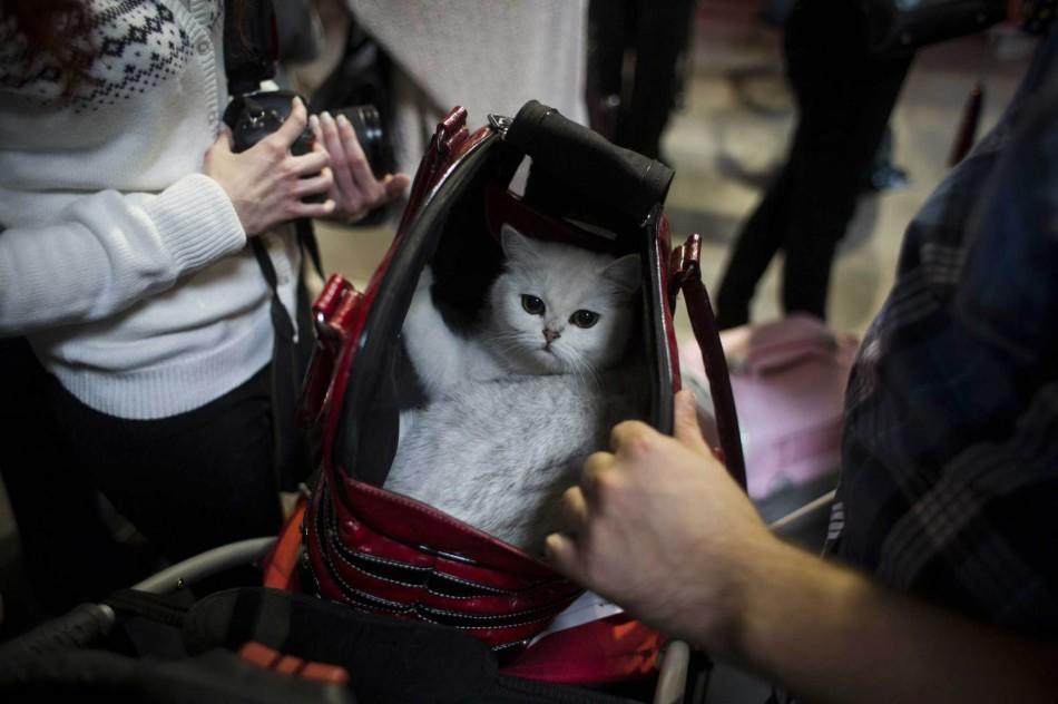 Μια γάτα τοποθετείται στην τσάντα μεταφοράς κατά τη διάρκεια του World Cat Show στην Πράγα τον Οκτώβριο του 2014.