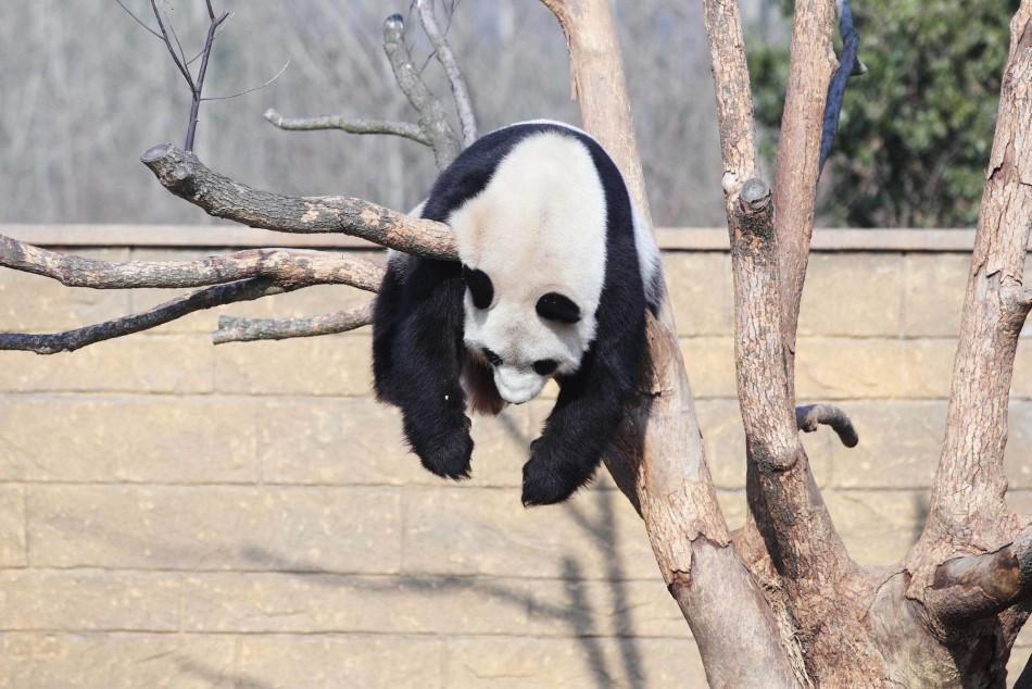 Το πάντα με το όνομα Li Li παίζει στη λιακάδα πάνω σε ένα δέντρο στο ζωολογικό κήπο του Hangzhou στην επαρχία Zhejiang στην Κίνα, τον Ιανουάριο του 2014.