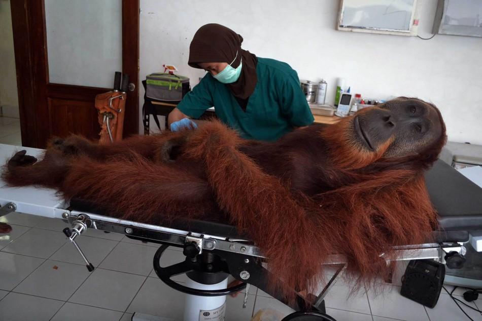 Ένας κτηνίατρος διεξάγει ιατρικές εξετάσεις σε ουρακοτάγκο στου οποίου το σώμα βρέθηκαν μεταλλικά σφαιρίδια αεροβόλου στην περιοχή Sibolangit στη βόρεια Σουμάτρα της Ινδονησίας τον Απρίλιο του 2014.