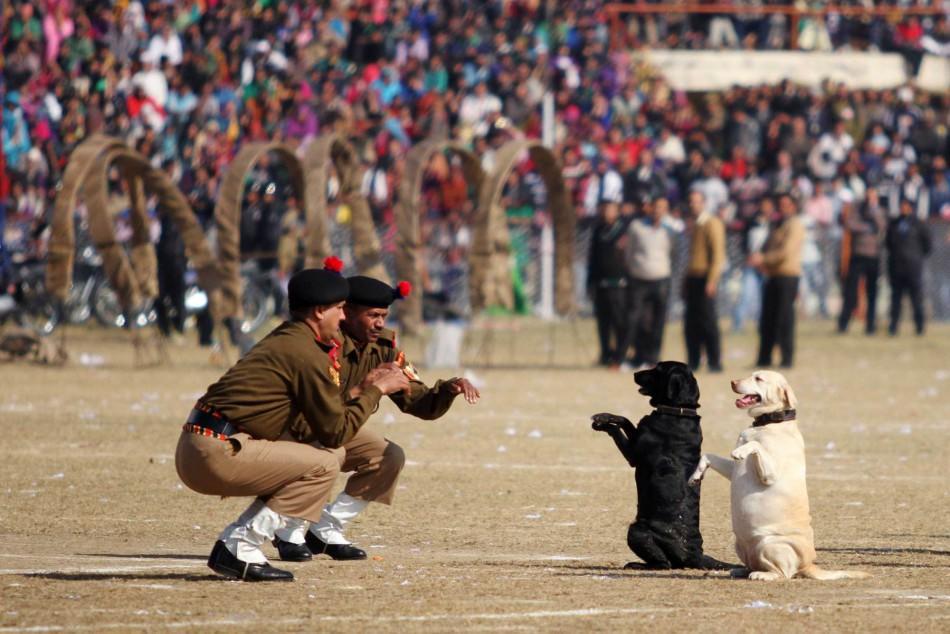Oι υπάλληλοι της Ασφάλειας Συνόρων της Ινδίας Dog Squad παίρνουν μέρος σε μια πορεία κατά τη διάρκεια εορτασμών της Ημέρας της Δημοκρατίας στο Τζαμού της Ινδίας τον Ιανουάριο του 2014.