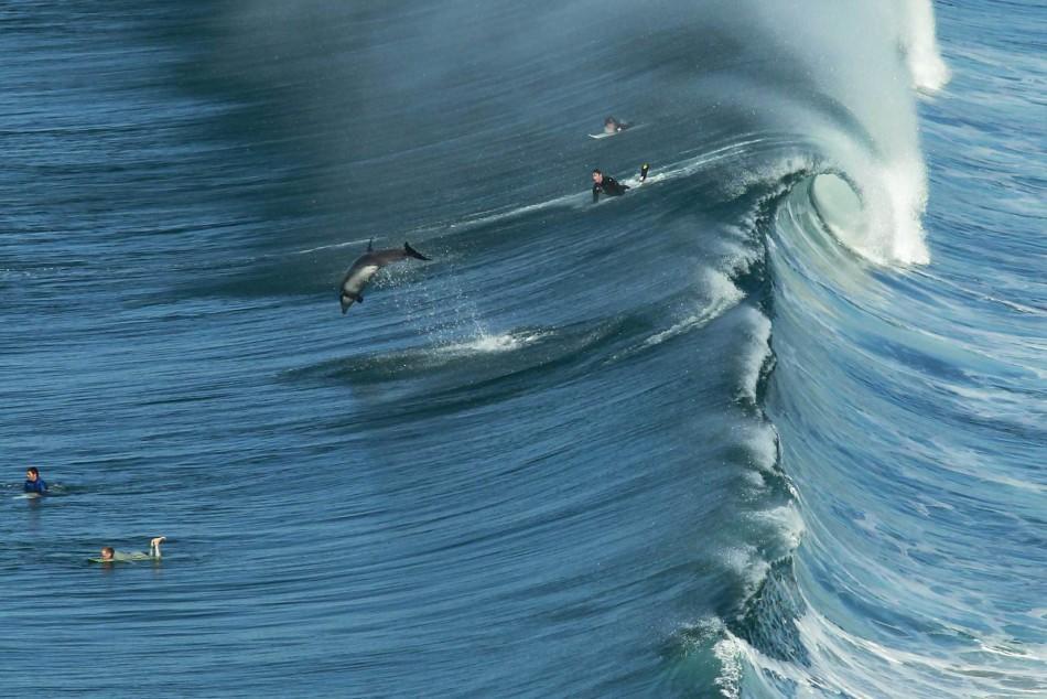 Ένα δελφίνι πηδάει καθώς έρχεται ένα μεγάλο κύμα στο Σαν Ντιέγκο της Καλιφόρνια τον Ιανουάριο του 2014.