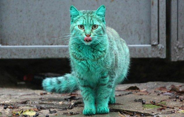 Λύθηκε το μυστήριο της πράσινης γάτας στη Βουλγαρία! Όσο θα κοιμάται στο ίδιο μέρος τόσο θα… πρασινίζει!