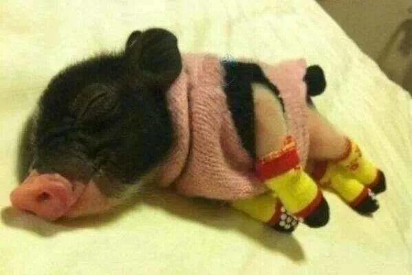 19.) And this little piggy slept warm aaaaalll through the night.