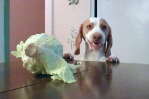 Σκύλος μετά από επανειλλημένες προσπάθειες καταφέρνει να κλέψει…το λάχανο!