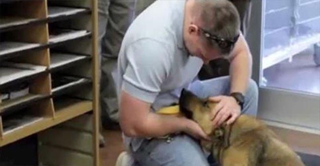 Ένα σκυλί που χάθηκε για επτά μήνες συναντά ξανά τον ιδιοκτήτη του. Δείτε το όμορφο βίντεο!