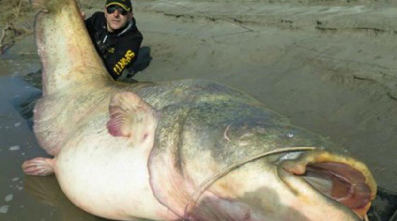 Ιταλός ψάρεψε γατόψαρο σε μέγεθος… φάλαινας !!! ΔΕΙΤΕ φωτογραφίες…
