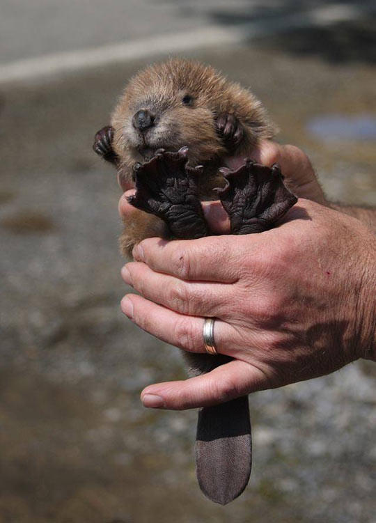Who knew baby beaver feet were this amazing?