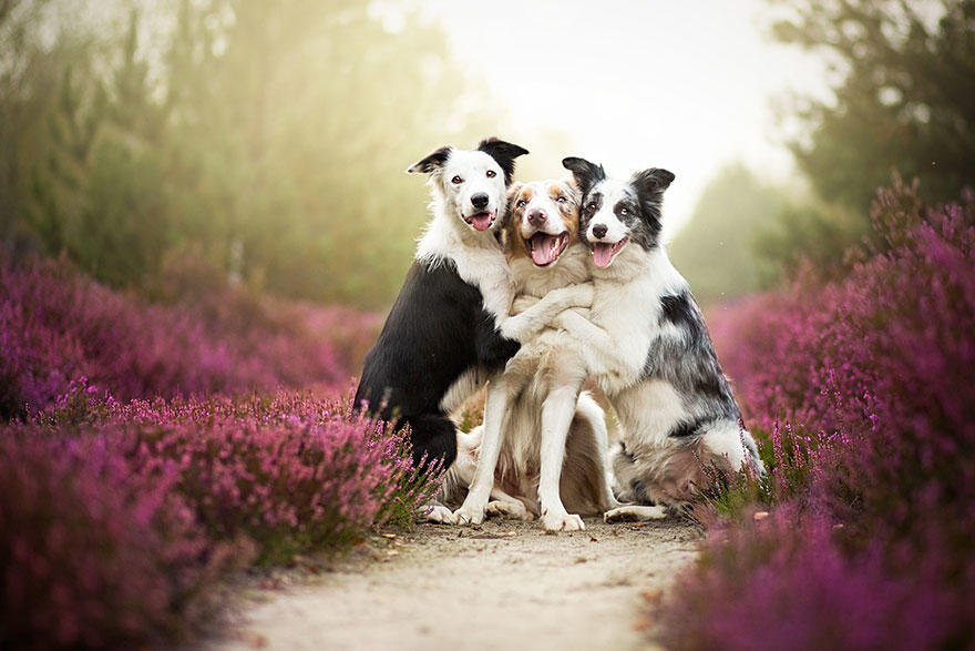 Πολωνή φωτογράφος δημιουργεί τα ομορφότερα πορτρέτα σκύλων που είδατε ποτέ!