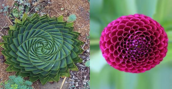 20 Φωτογραφίες φυτών σε απόλυτη γεωμετρική συμμετρία που θα σας αρέσουν πολύ!