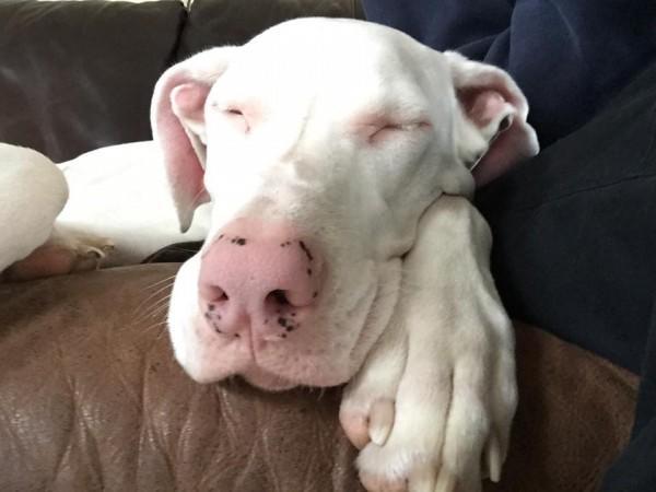 Echo the rescue Great Dane is a double merle who is deaf. Sleeping.