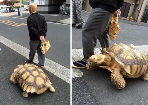 Αυτός είναι ο πιο υπομονετικός ιδιοκτήτης χελώνας στον κόσμο!