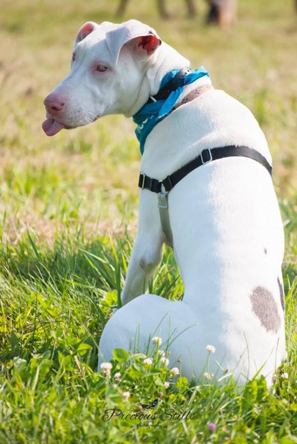 Echo the rescue Great Dane is a double merle who is deaf.