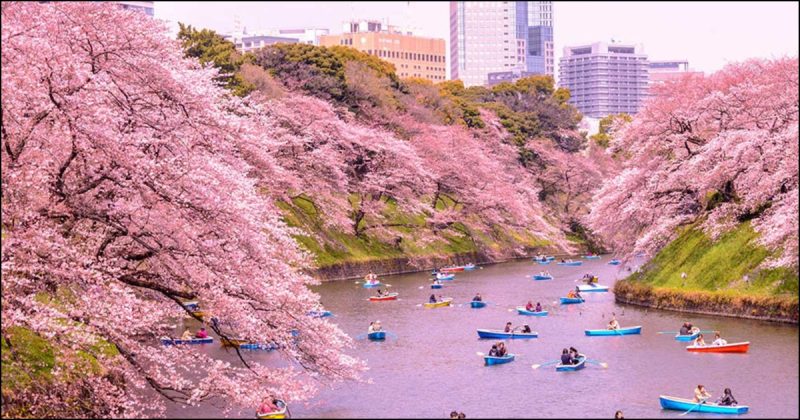 Οι ανθισμένες κερασιές στην Ιαπωνία κάνουν όλο τον πλανήτη να υποκλίνεται