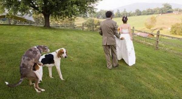 Dogs-Humping-Wedding-640x350