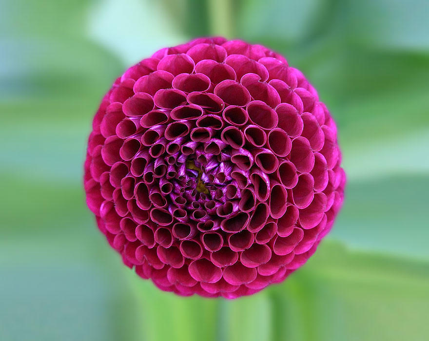 tilestwra.com | 20 φωτογραφίες γεωμετρικών φυτών για τους λάτρεις της συμμετρίας