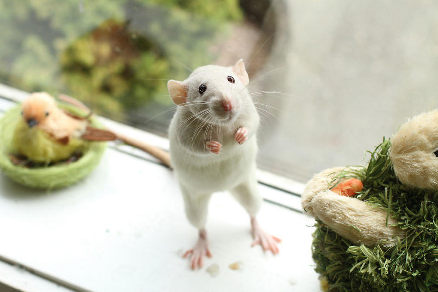 18 αξιολάτρευτοι ποντικοί θέλουν να γίνουν το επόμενο κατοικίδιο σας.