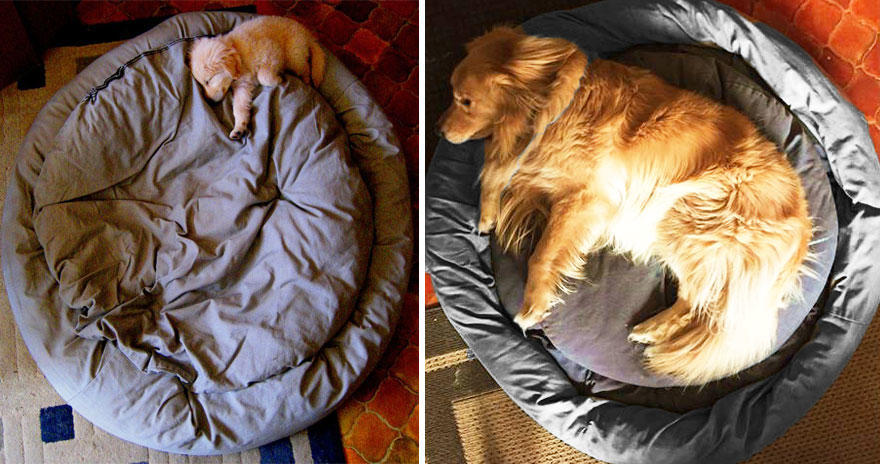 22 φωτογραφίες Πριν και Μετά από σκυλιά που έχουν μεγαλώσει.