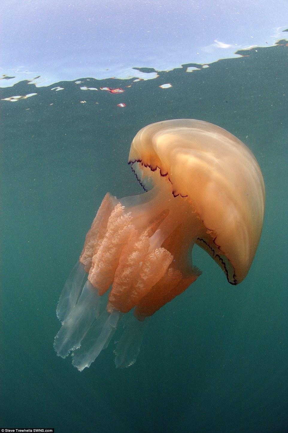 The jellyfish, which are more than three feet wide, may also have overwintered in the depths of UK waters