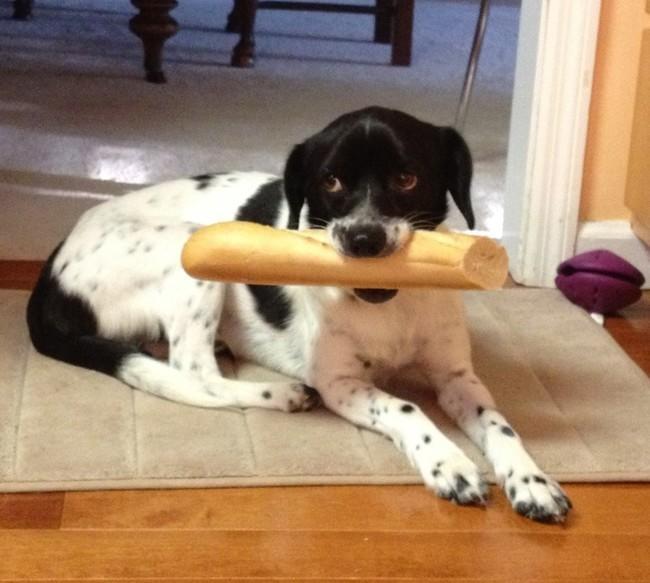"I thought it was a big, yummy stick..."