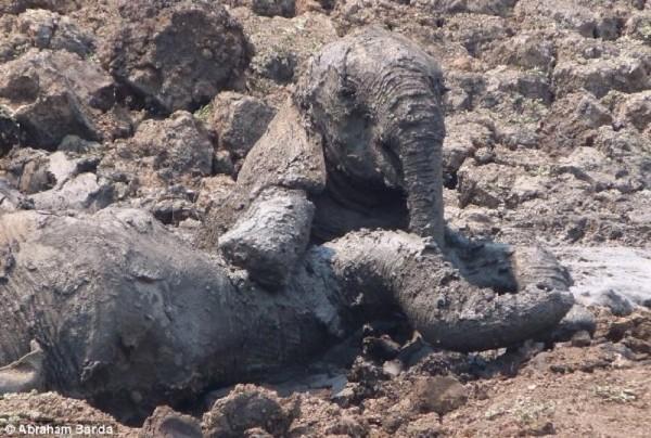 tilestwra.com | Βλέπουν μια μαμά και το μωρό της να πεθαίνουν μέσα στην λάσπη. Μια συγκλονιστική ιστορία διάσωσης