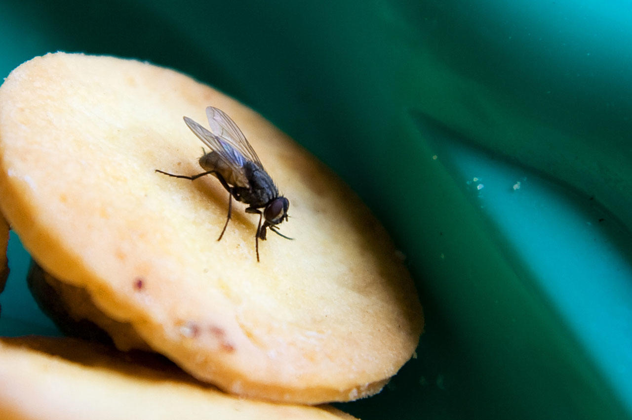 Έξυπνα tips για να κρατήσετε τις μύγες μακριά από το… σπίτι σας!