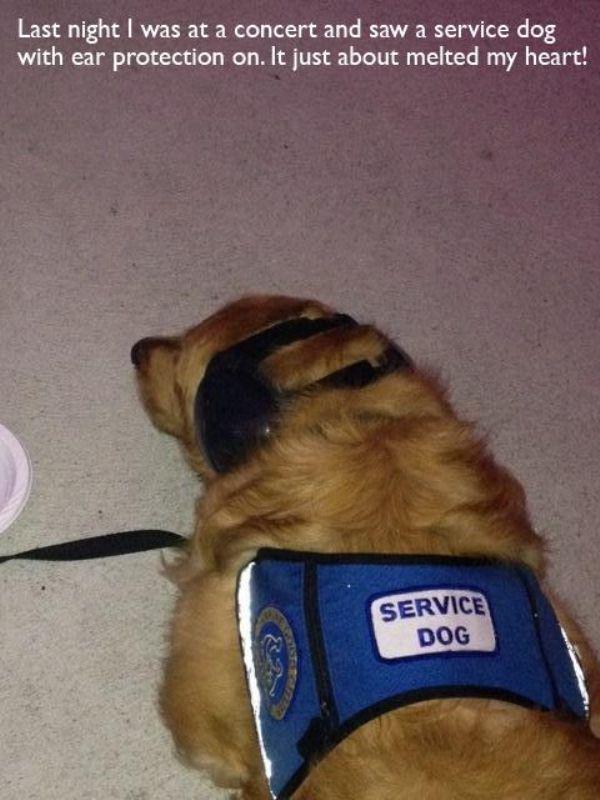 The service dog owner who thought of everything.