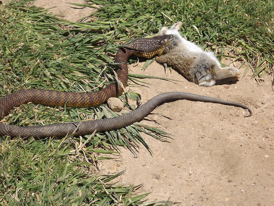 Γενναία κουνέλα υπερασπίζεται τα μικρά της όταν βλέπει ένα φίδι να έχει εισβάλλει στη φωλιά της!