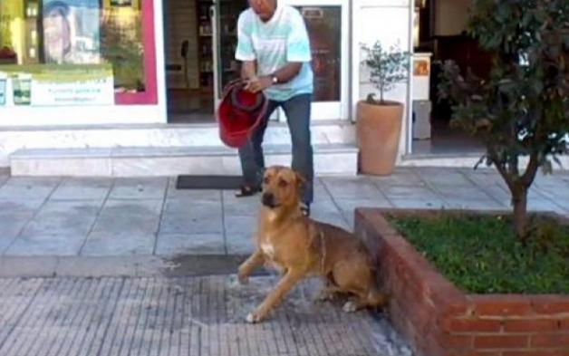 ΟΡΓΗ στο διαδίκτυο με τον φαρμακοποιό που ρίχνει νερό με χλωρίνη σε σκύλο για να τον διώξει από το κατάστημα του!