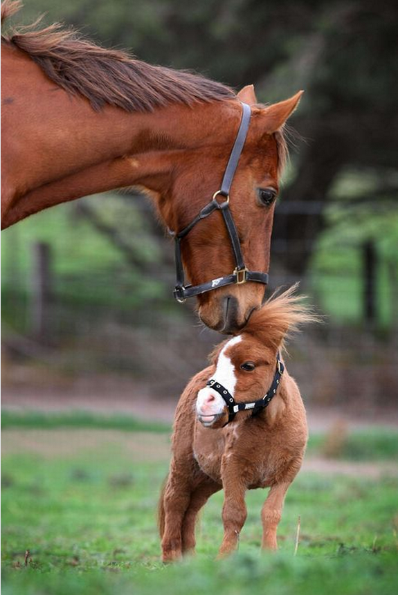 tilestwra.com | Μίνι αλογάκια: Μπορεί να είναι μικρά αλλά έχουν καρδιά μεγάλου αλόγου!