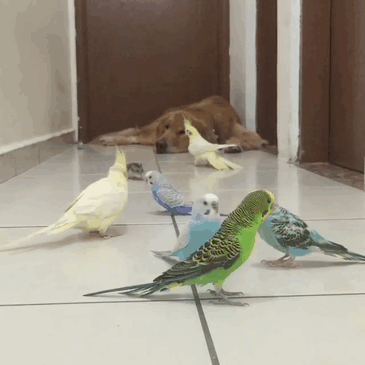 tilestwra.com | Ένας σκύλος, οκτώ πουλιά και ένα χάμστερ κάνουν την πιο ξεχωριστή παρέα που θα δείτε ποτέ!