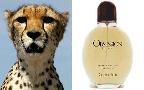 Scientists use Calvin Klein's Obsession perfume to attack cheetahs, lions, and tigers in the wild. So if you're wearing it, you may not be eaten!