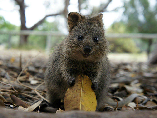 He might look innocent, but this quokka wants to get rowdy.