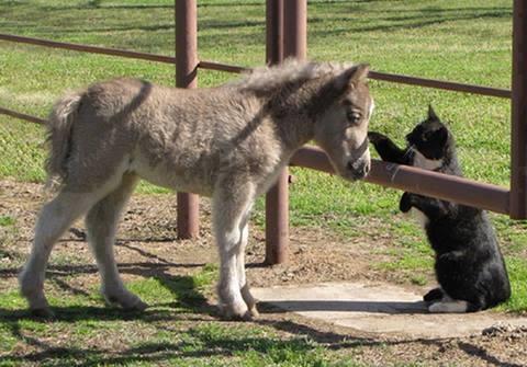 tilestwra.com | Μίνι αλογάκια: Μπορεί να είναι μικρά αλλά έχουν καρδιά μεγάλου αλόγου!