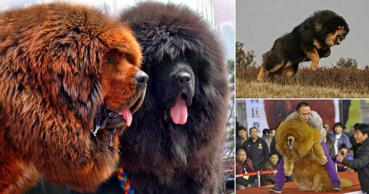 Θιβετιανό Μαστίφ: Αυτό είναι το ακριβότερο είδος σκύλου στον κόσμο
