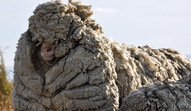 Πρόβατο απέφευγε το κούρεμα για 6 ολόκληρα χρόνια. ΔΕΙΤΕ όμως σε τι κατάσταση το βρήκαν!