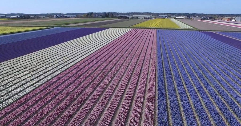 Οι πολύχρωμες καλλιέργειες λουλουδιών στην Ολλανδία μέσα από ένα εκπληκτικό βίντεο γεμάτο χρώματα και αρώματα.