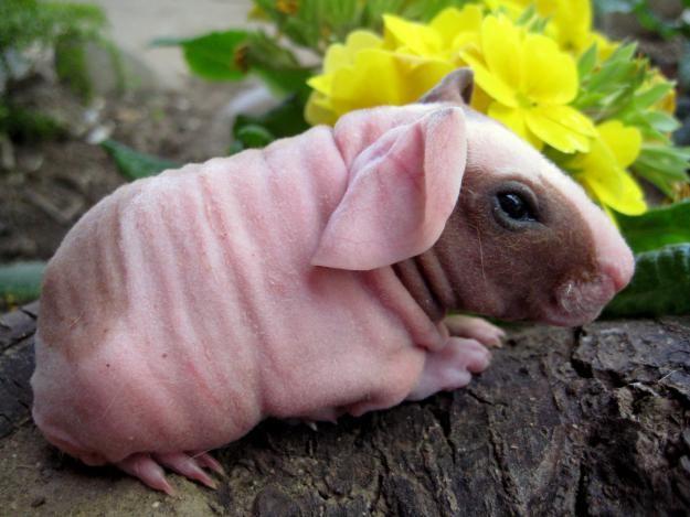 From now on, he shall be known as Skinny Pig.