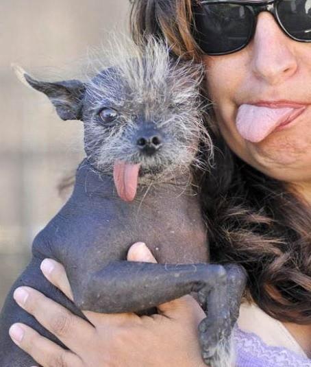You might think that this pup should have considered using Rogaine when he was younger, however, this pooch is a hairless khlala, which is a breed of hairless dog. To add insult to injury, this dog was voted the 2002 Ugliest Dog in The World.