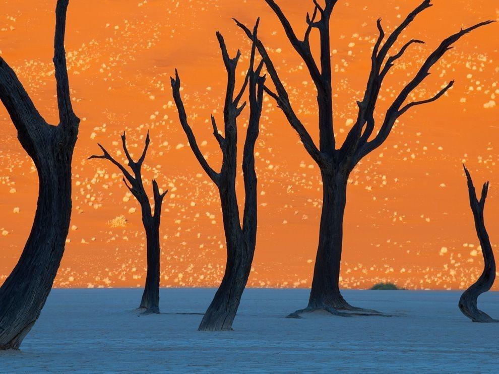 The camel thorn trees in Namibia, photographed here at sunrise.