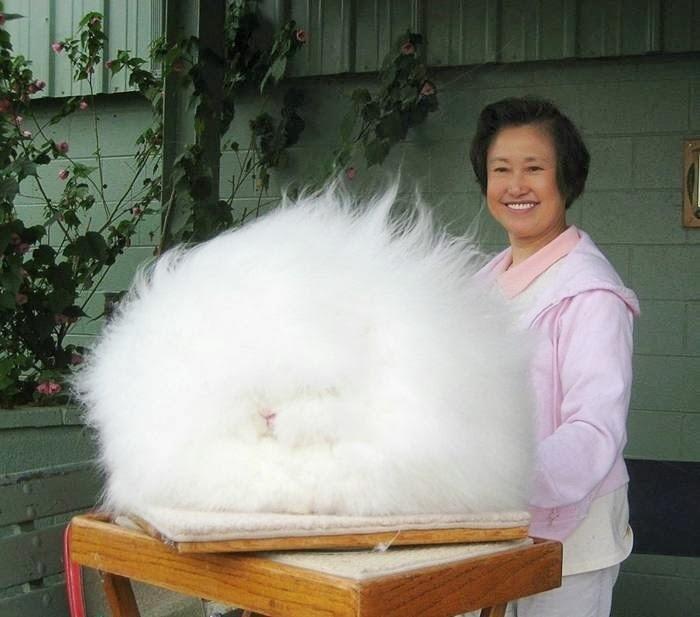 The world’s fluffiest bunny - he's somewhere under there, we promise.