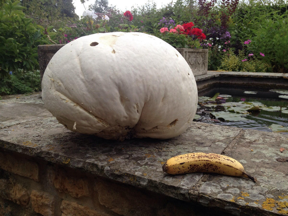 This massive puffball mushroom was discovered all on its own in a field. The banana shows you just how big this thing really is.