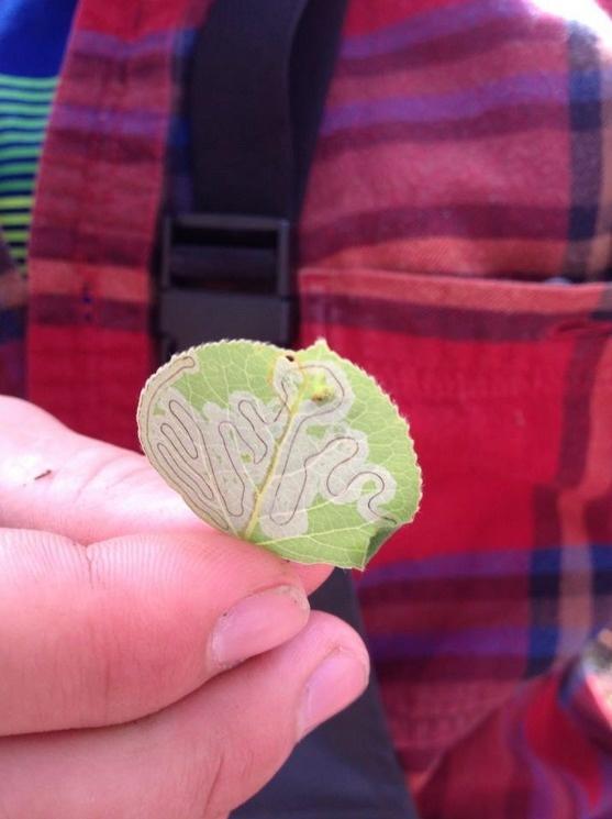 This incredible leaf was just waiting to be discovered.