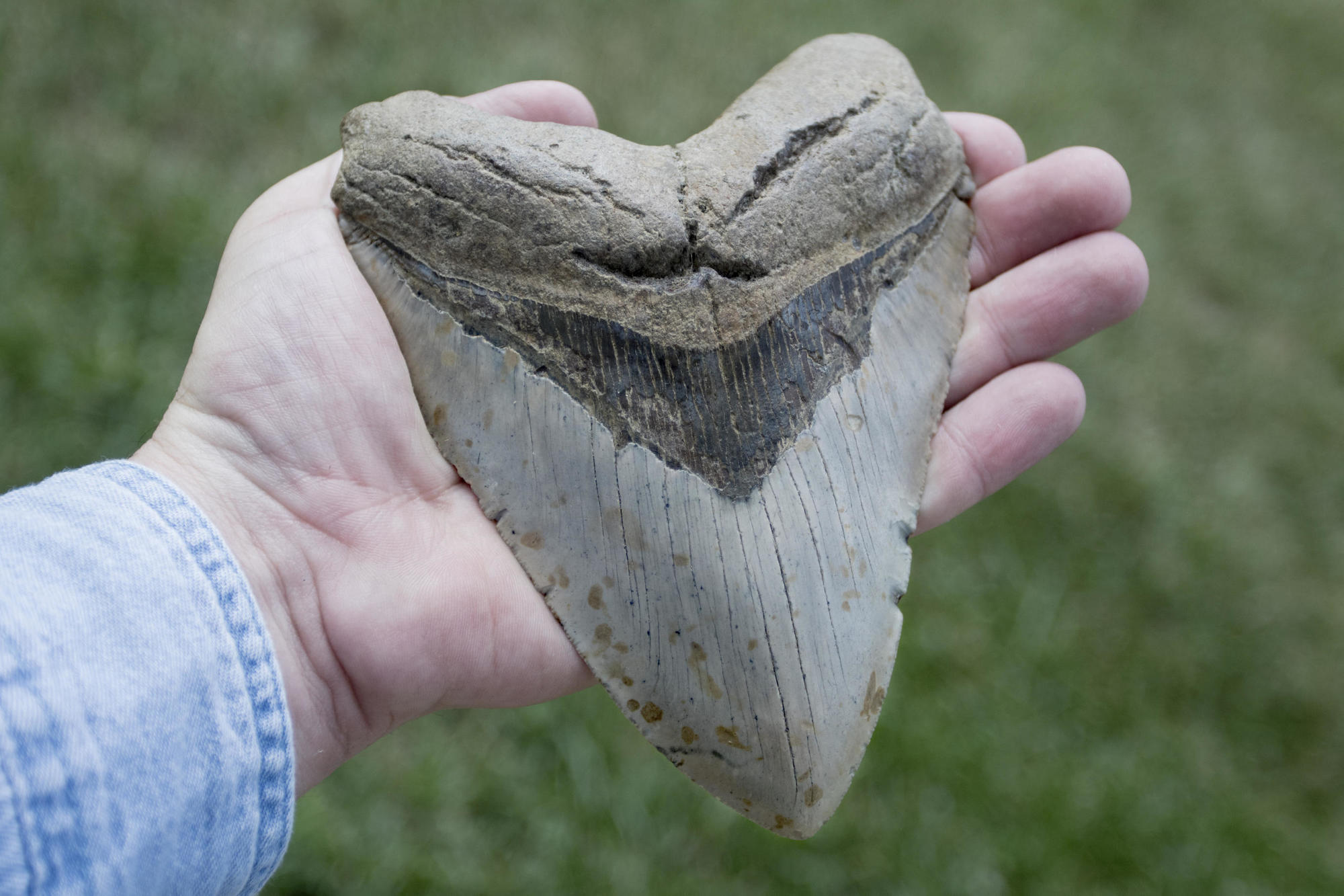 A fossilized tooth belonging to a Megalodon, a prehistoric shark that lived during the Cenozoic Era.