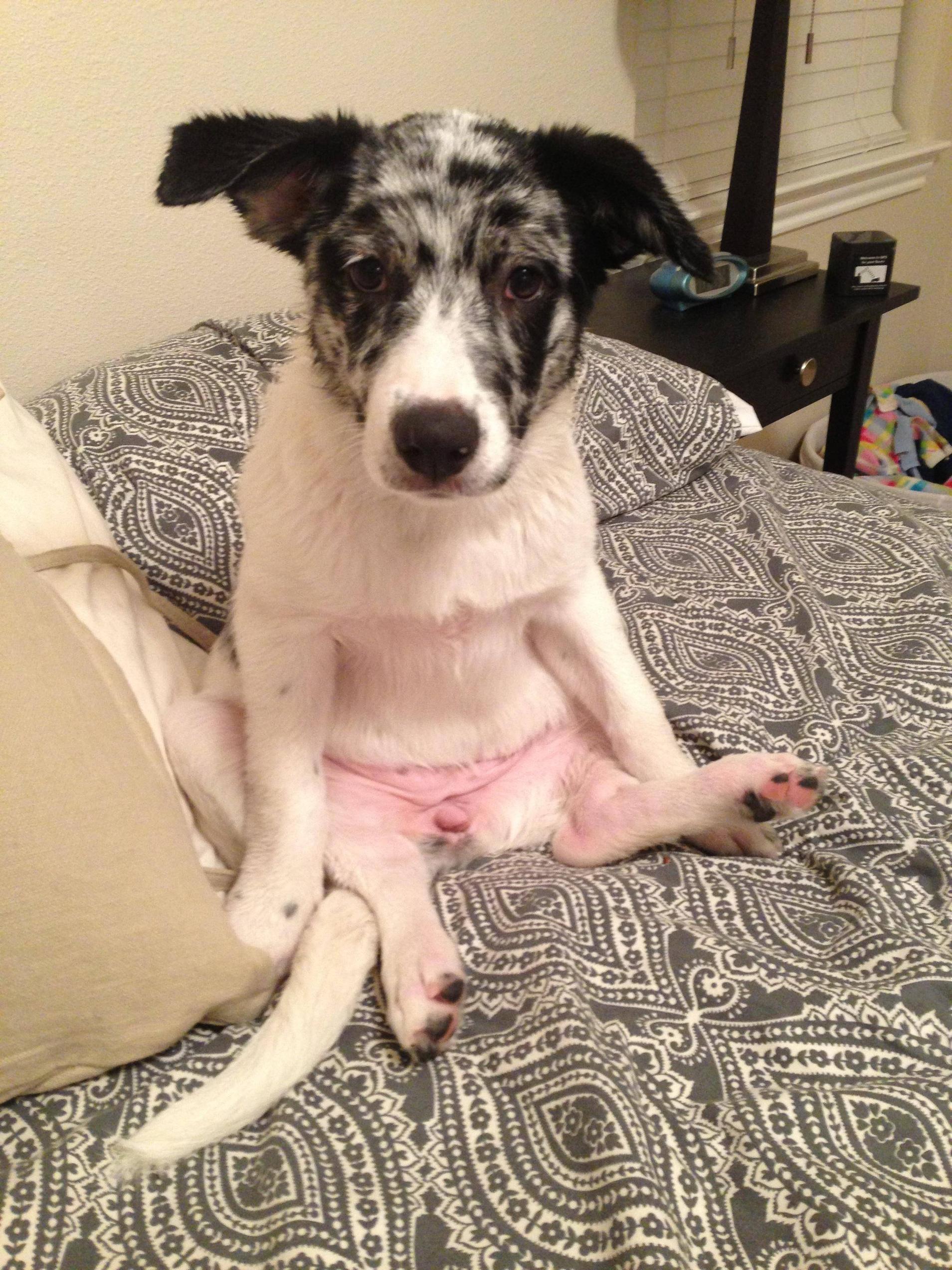 Ripley was found in a field, taken in by her finder, and is now being schooled on how to sit like a lady.