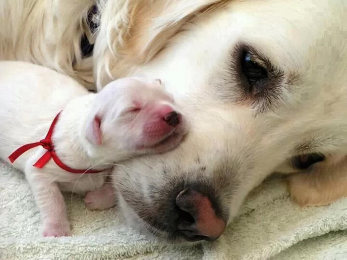 tilestwra.com | 33 μοναδικές φωτογραφίες με σκύλους και τα παιδιά τους